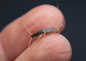 Silverfish Control Canberra
