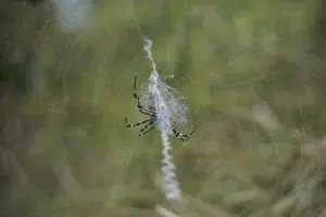 spider control canberra