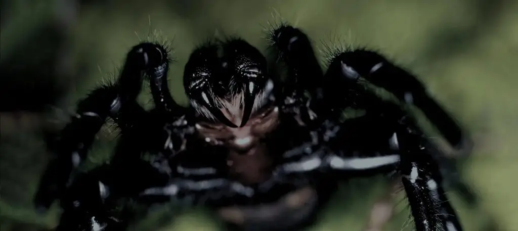 Funnel Web Spider