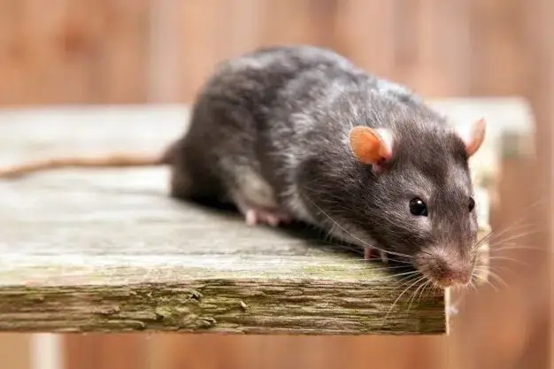 Rodent Facts & Identification