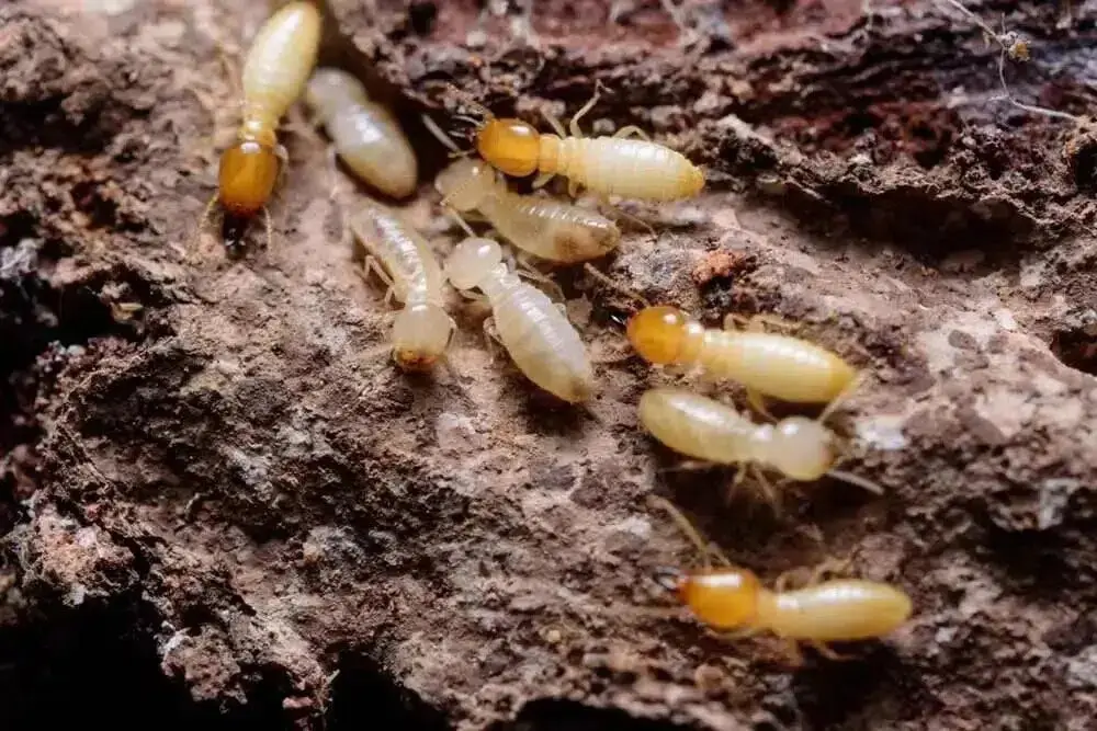 Subterranean Termites Control & Removal Canberra