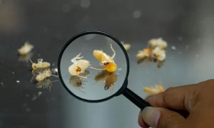Ways to Spot Termite Activity in Your Home