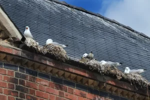 Ultimate Guide to Bird Control for Homes and Businesses