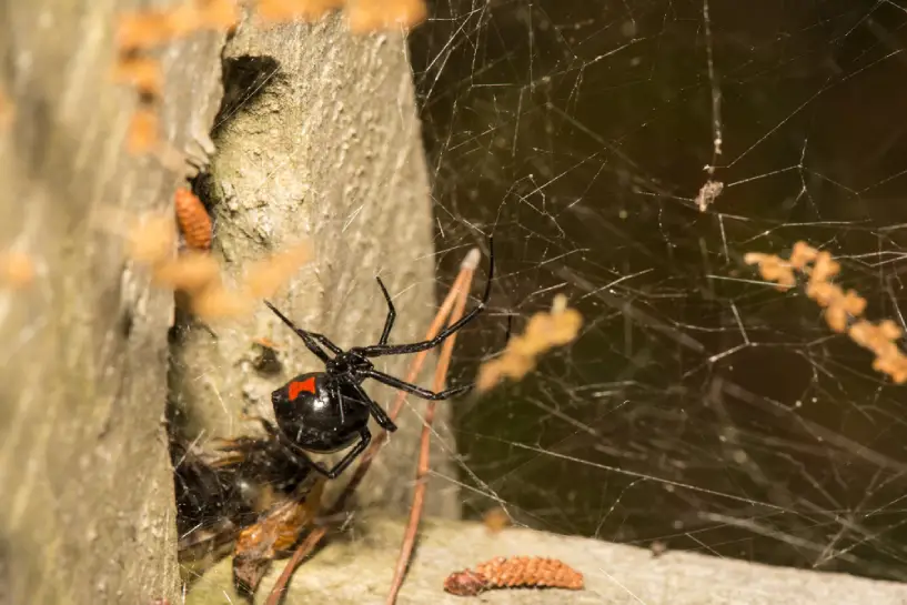 The Ultimate Guide to Spider Control