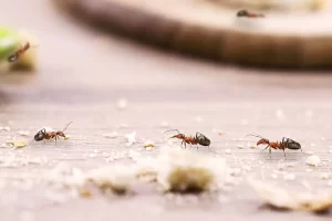 Guide to Ant Control