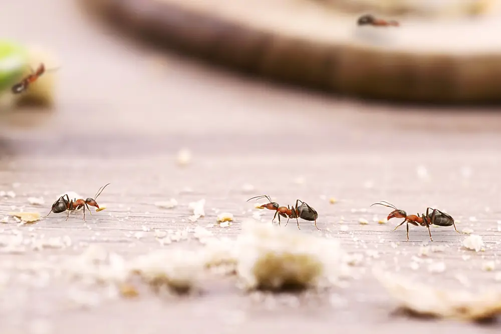 Guide to Ant Control