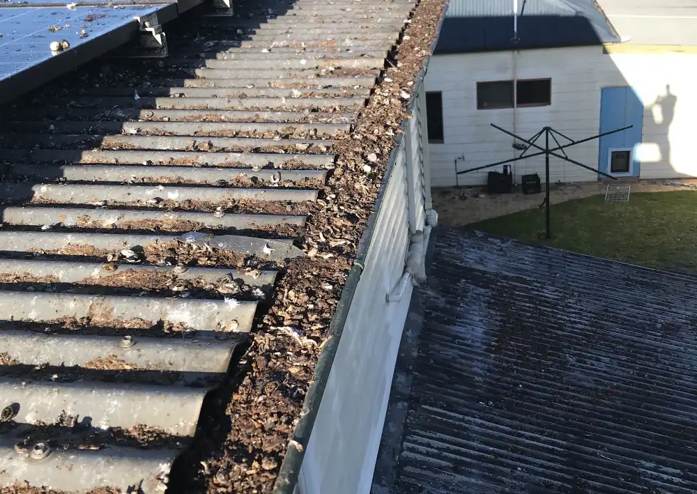 Bird Control Inspection