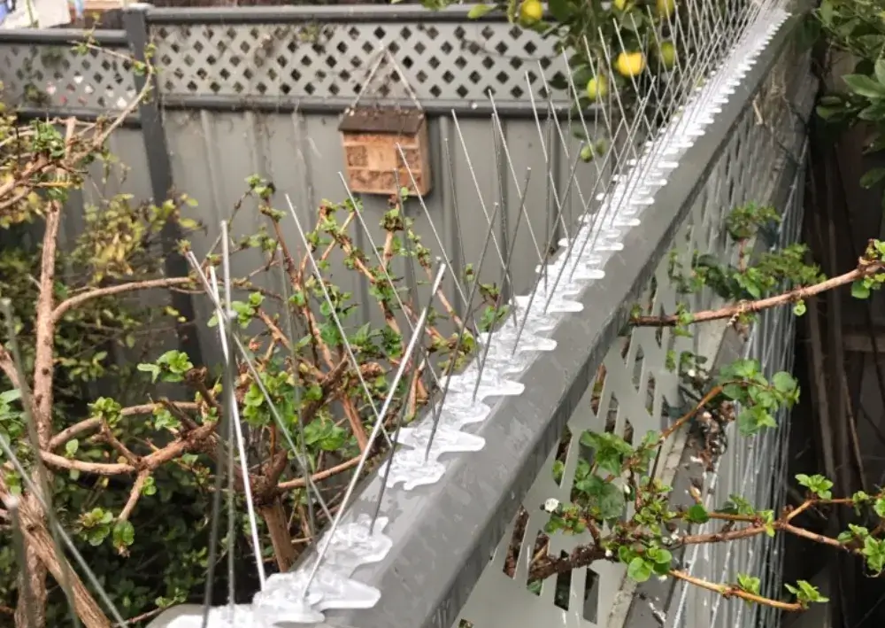 Bird Control Treatment Plan