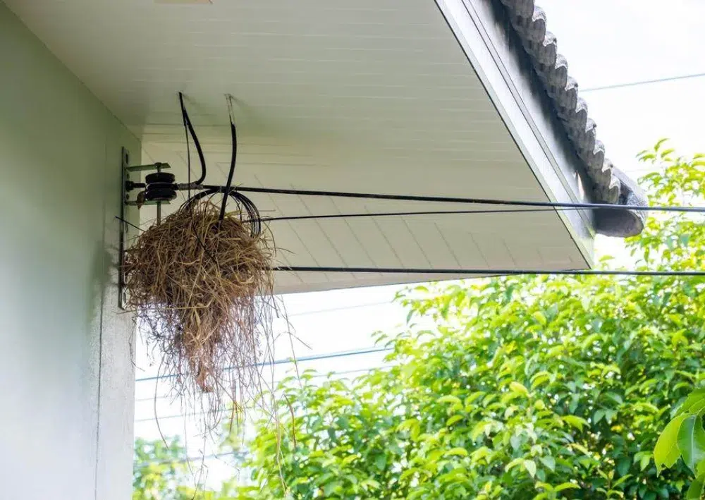 Bird Removal Procedure in Canberra