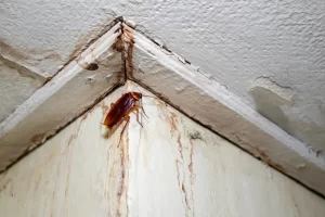 German Cockroach