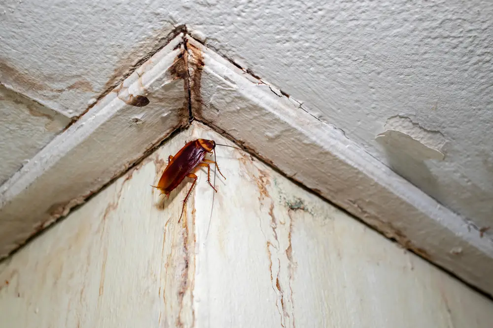 German Cockroach