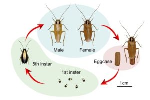 Life Cycle of a German Cockroach