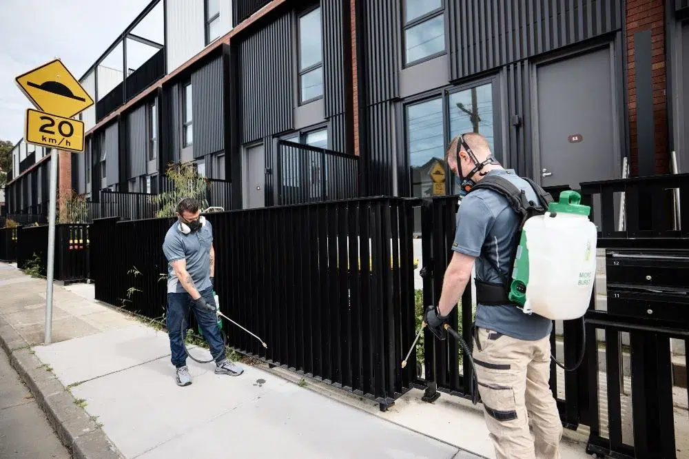 Mouse Control Services In Canberra