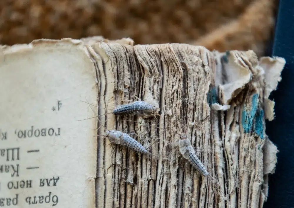 Silverfish Pest Treatment Canberra