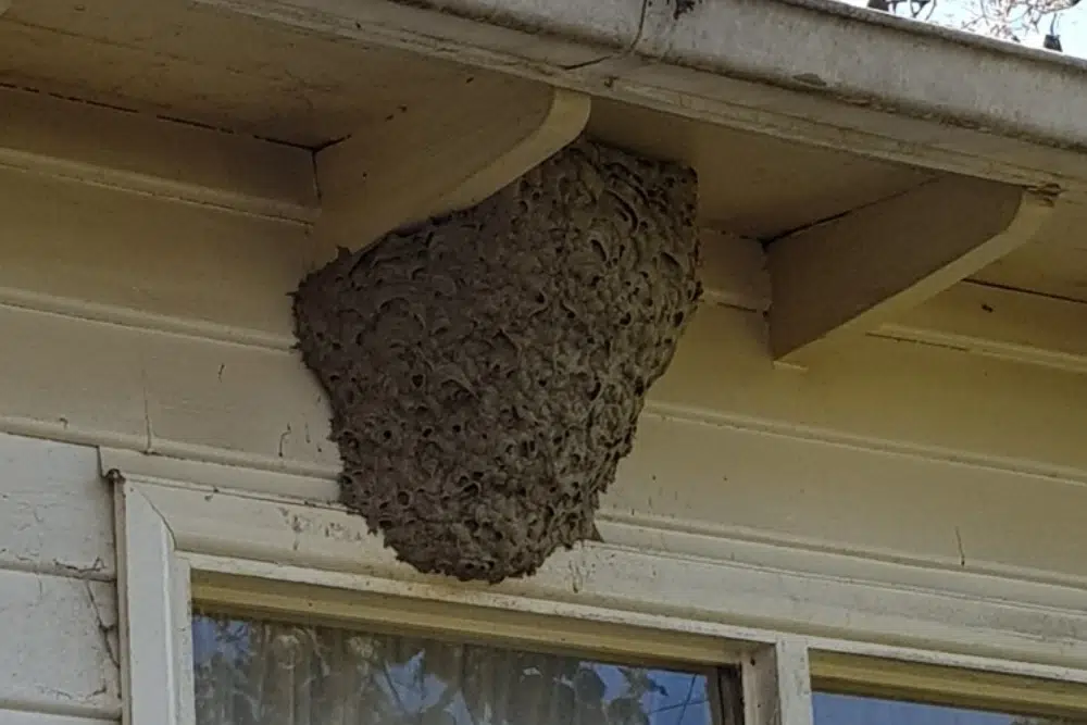 Wasp nest removal canberra