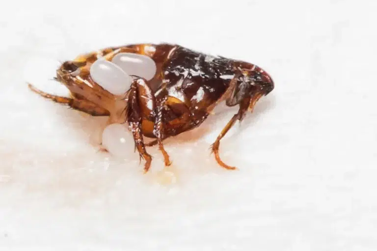 Flea Pest Control Canberra