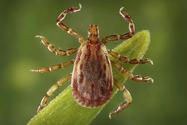 Mite Control Canberra