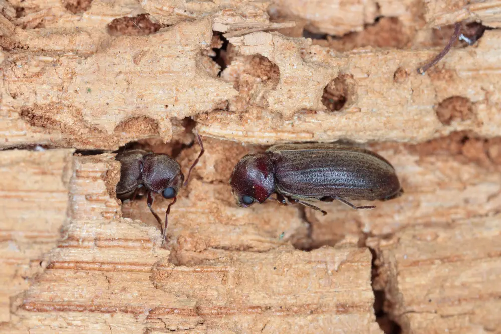 Wood Borer pest control