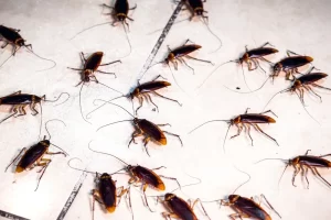 cockroach infestations