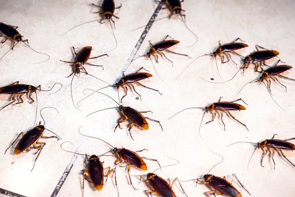 cockroach infestations