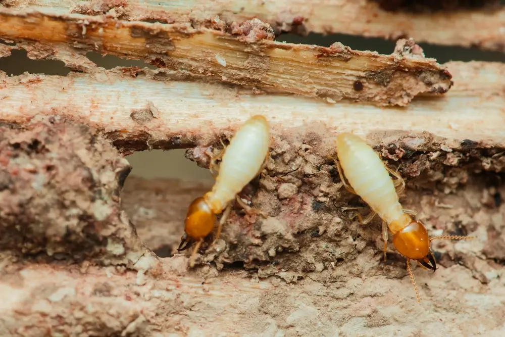 Dampwood Termites