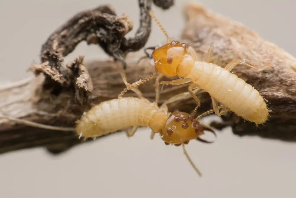 Drywood Termites