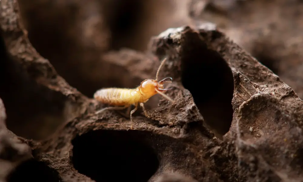 Subterranean Termites
