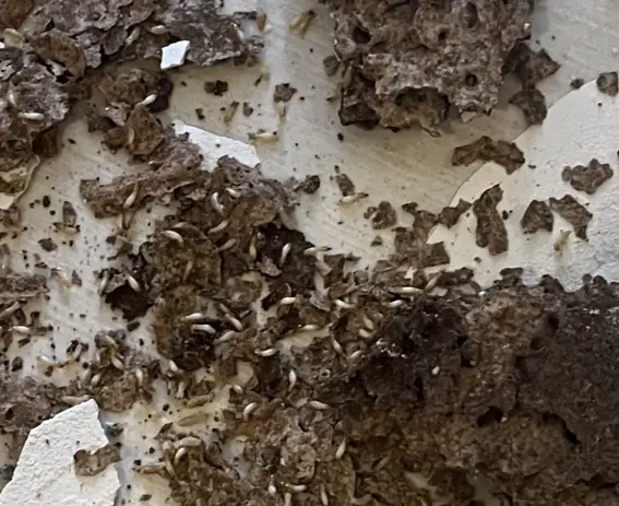 Termite Control Canberra