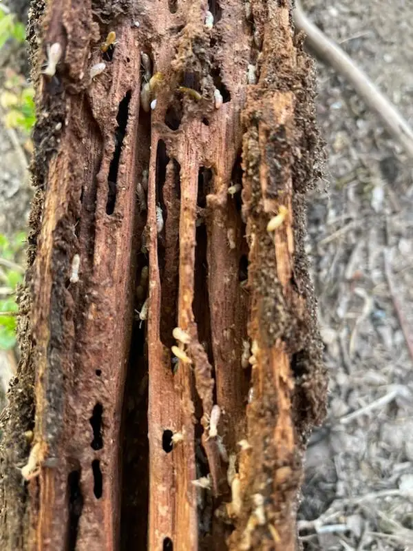 Termite Identification and Behavior