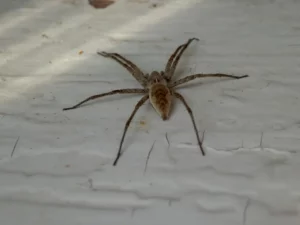 Canberra’s Summer Climate and Shifting Spider Web Behaviour