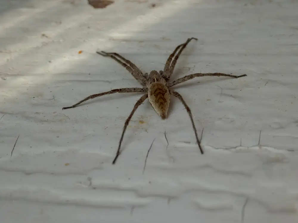 Canberra’s Summer Climate and Shifting Spider Web Behaviour