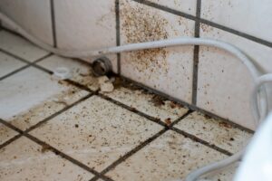 How to Identify German Cockroach Infestations in Canberra Homes