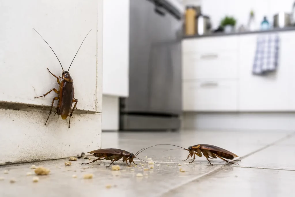 Why Cockroaches Come Back After Pest Control in Canberra