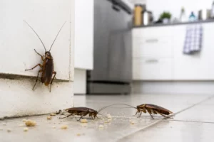 Why Cockroaches Come Back After Pest Control in Canberra