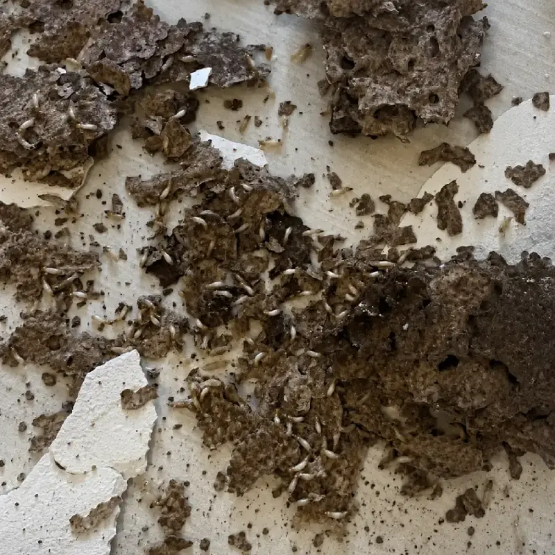 Colony Elimination Cost