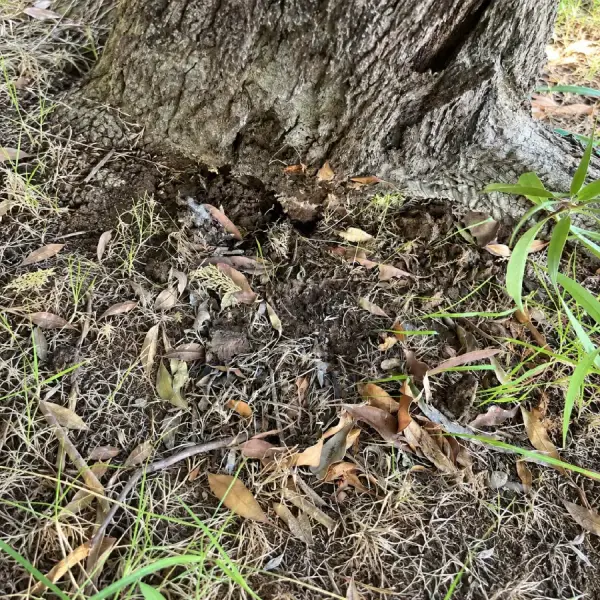 How to Reduce Termite Treatment Costs Over Time