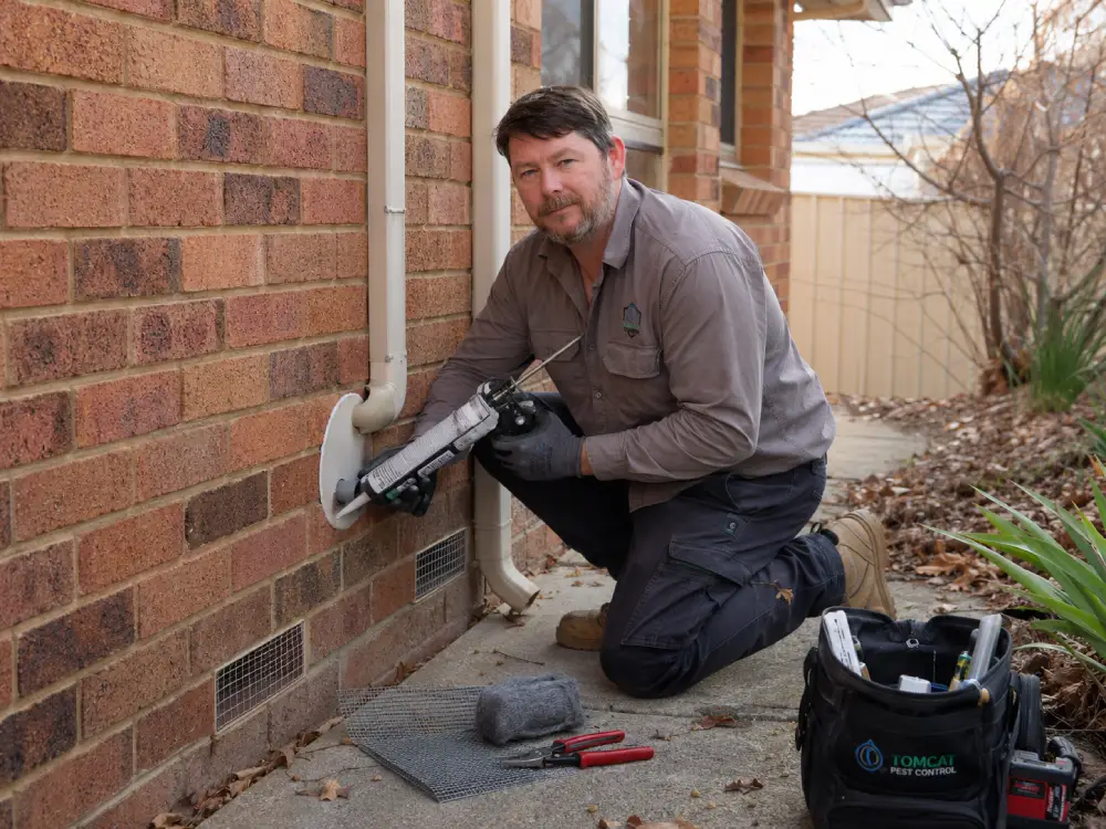 How to Rodent-Proof Your Canberra Home Before Winter
