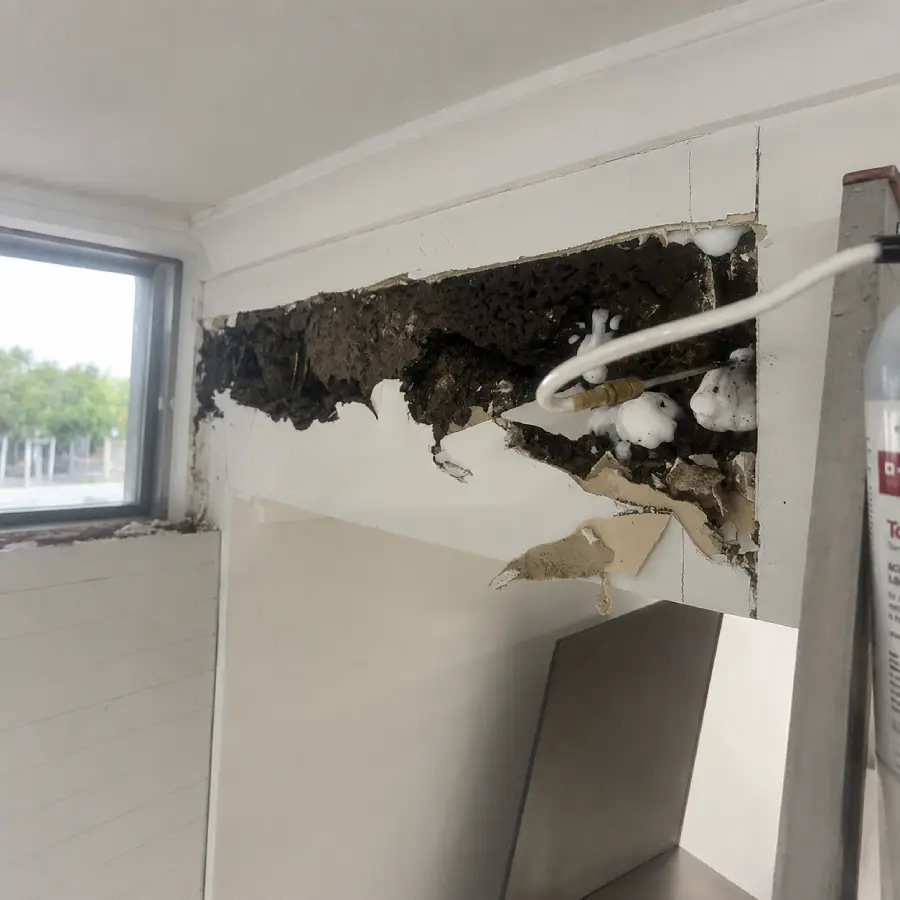 The Cost of Leaving Termites Untreated